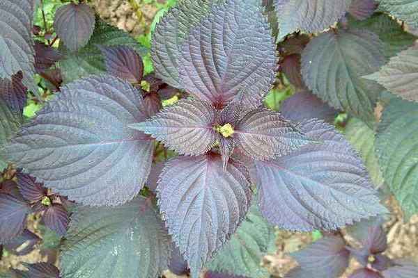 紫蘇市場價格多少錢一斤