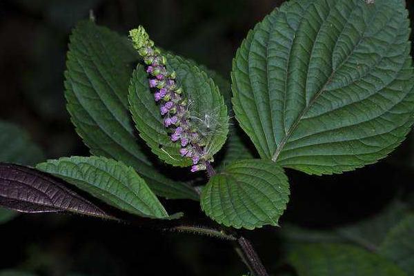 紫蘇市場價格多少錢一斤