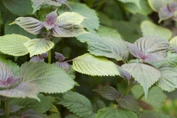 紫蘇市場價格多少錢一斤