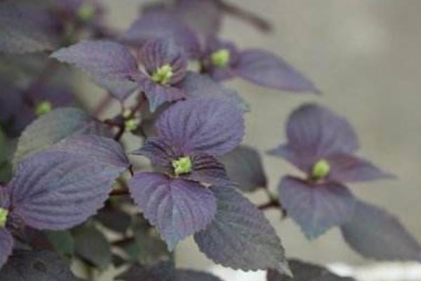 紫蘇市場價格多少錢一斤