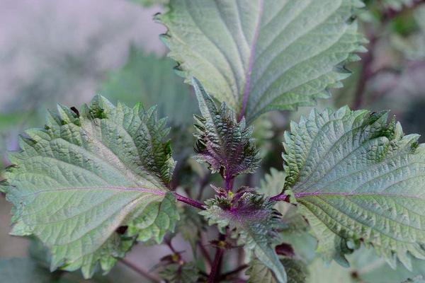 紫蘇市場價格多少錢一斤