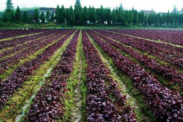 紫蘇種植方法  紫蘇怎么種