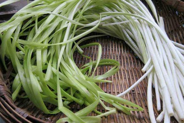 韭黃的做法大全 韭黃怎么做好吃