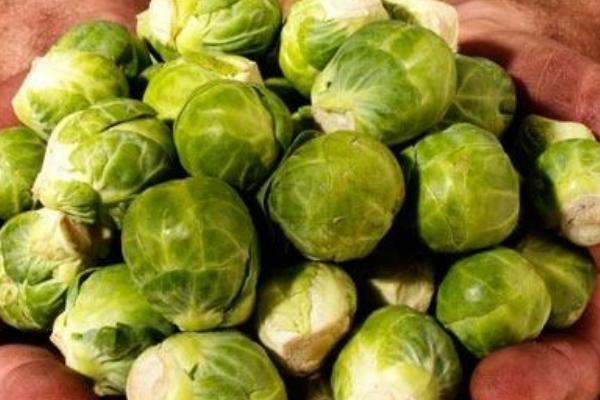 抱子甘藍怎么吃?抱子甘藍做法大全