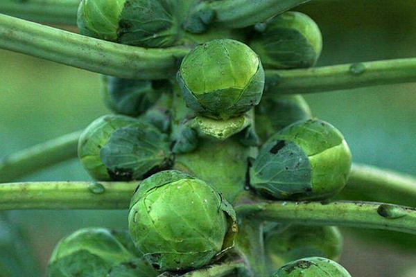 抱子甘藍什么時候種植?抱子甘藍種植技術