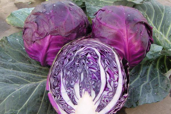 涼拌紫甘藍的做法 紫甘藍怎么涼拌