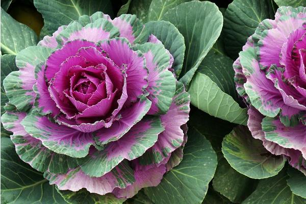 羽衣甘藍種子價格多少錢一斤