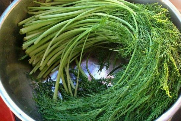 茴香是發(fā)物嗎