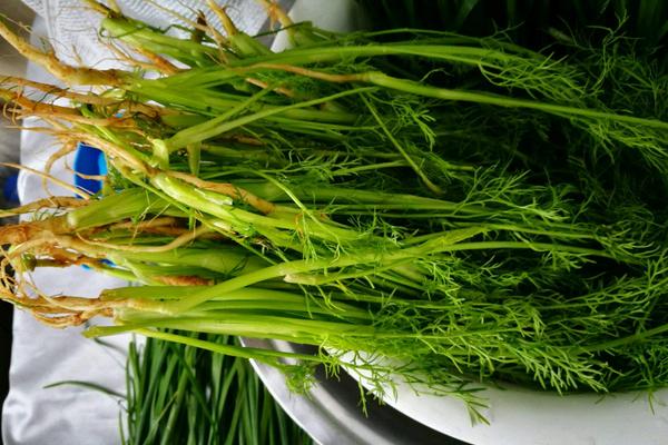 茴香是發(fā)物嗎