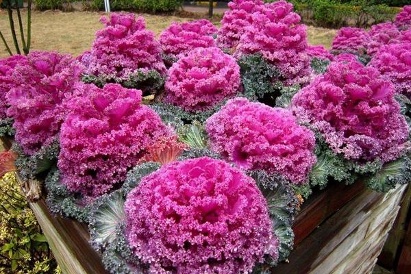 羽衣甘藍種子價格多少錢一斤