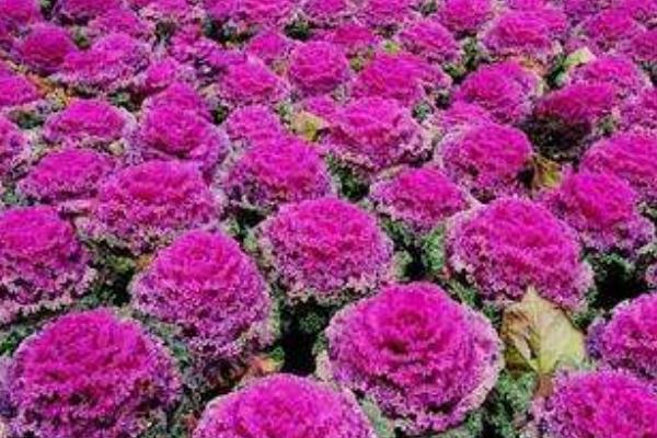 羽衣甘藍種子價格多少錢一斤