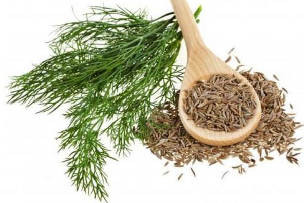 茴香精油的功效與作用及禁忌