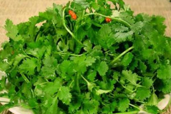 香菜的功效與作用及禁忌  香菜營養(yǎng)價(jià)值