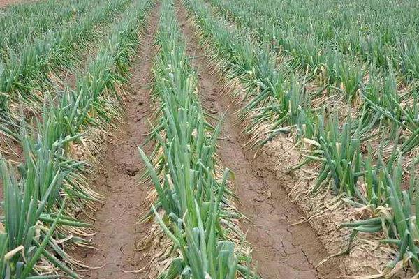 大蔥專用肥有哪些