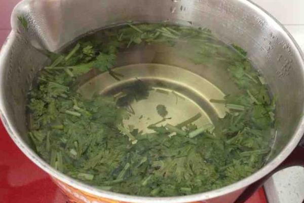 香菜煮水祛斑方法及步驟