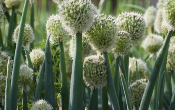 大蔥種子市場價格多少錢一斤