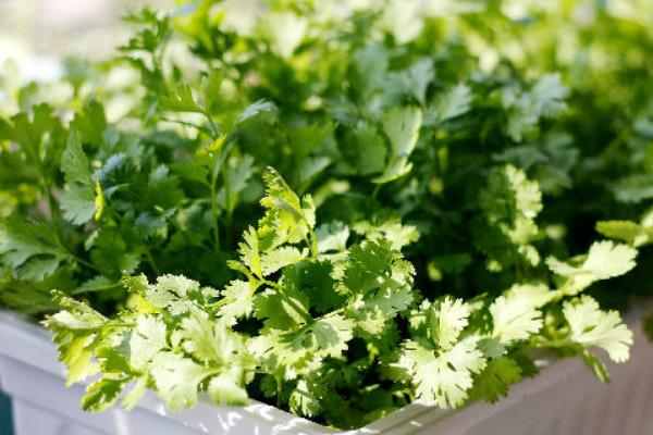 吃香菜過敏的癥狀及處理方法