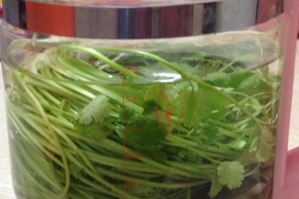 香菜煮水祛斑方法及步驟