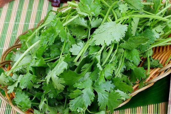 香菜煮水祛斑方法及步驟