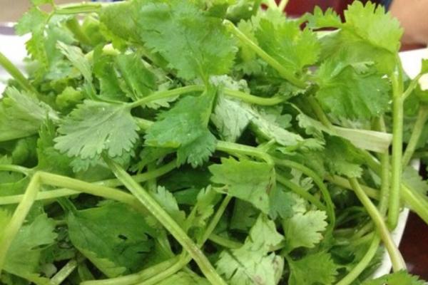 香菜煮水祛斑方法及步驟