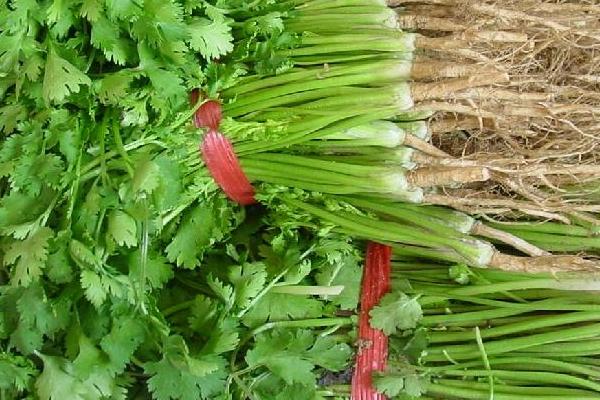 香菜煮水祛斑方法及步驟