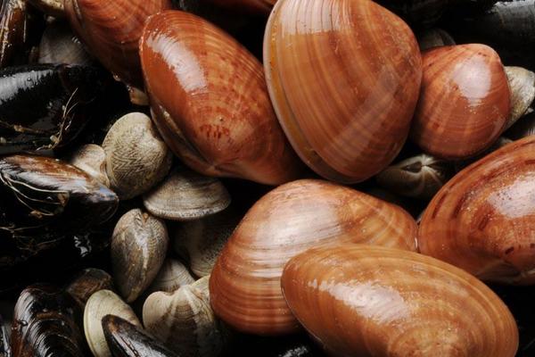 羊肉和芹菜能一起吃嗎