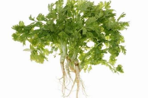 香菜根能吃嗎 吃香菜根有什么好處