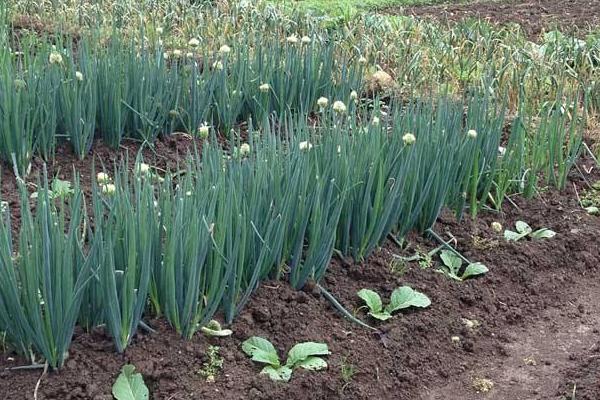 大蔥種植技術 大蔥高產栽培技術