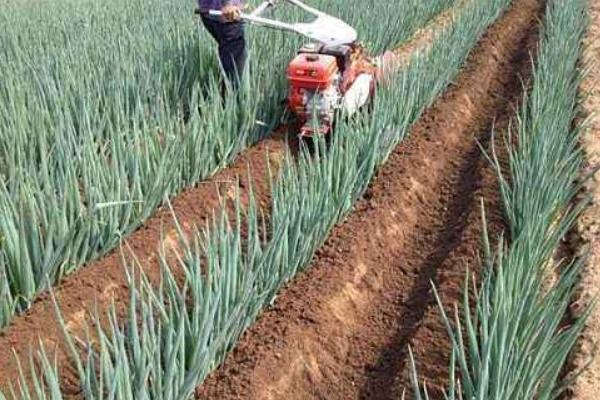 大蔥種植技術 大蔥高產栽培技術