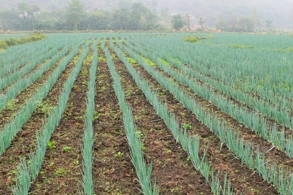 大蔥種植技術 大蔥高產栽培技術
