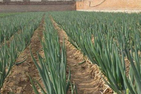 大蔥種植技術 大蔥高產栽培技術