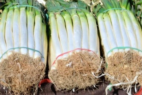 老母豬鼻子里插大蔥是什么意思