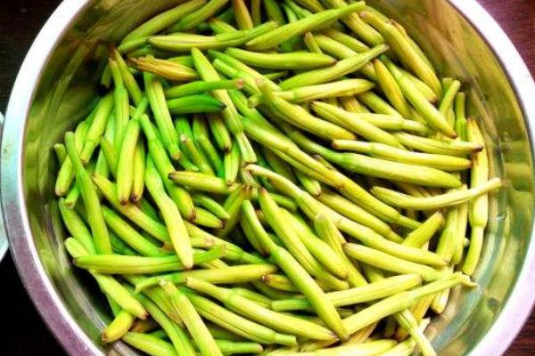 金針菜是黃花菜嗎