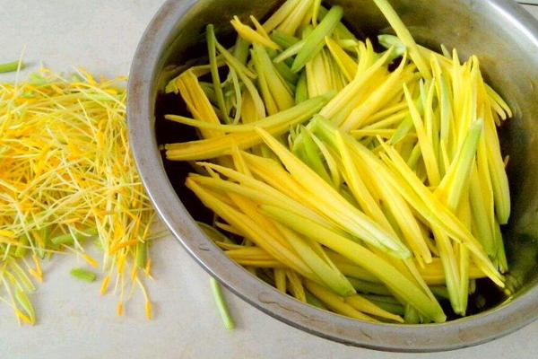 金針菜是黃花菜嗎