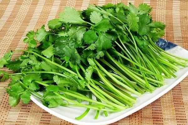 孕婦可以吃香菜嗎 吃香菜有哪些好處和壞處