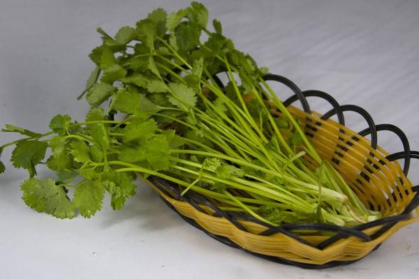 香菜圖片大全 香菜簡介