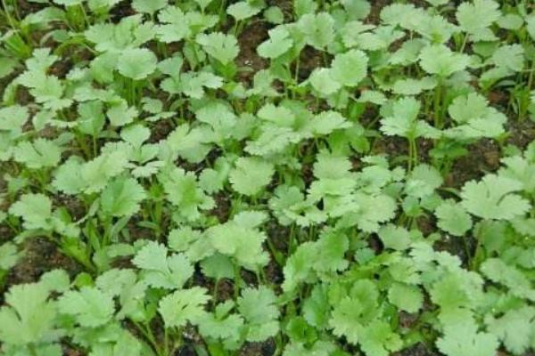 香菜圖片大全 香菜簡介