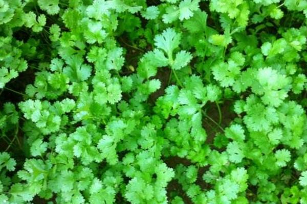 香菜圖片大全 香菜簡介