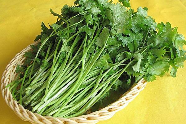 香菜圖片大全 香菜簡介