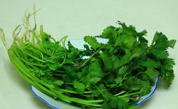 香菜圖片大全 香菜簡介