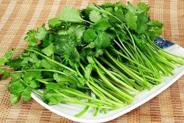 香菜圖片大全 香菜簡介