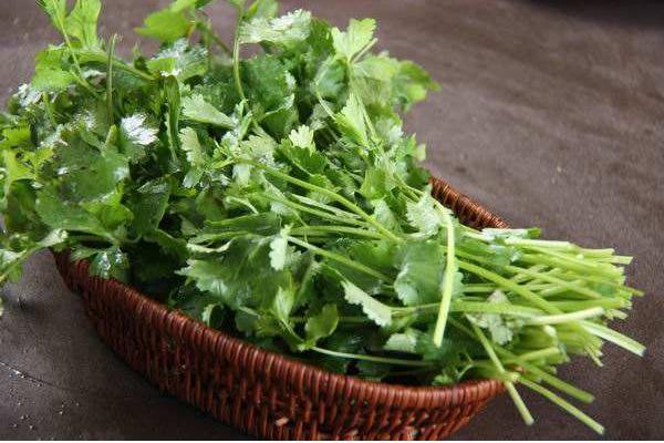 香菜圖片大全 香菜簡介