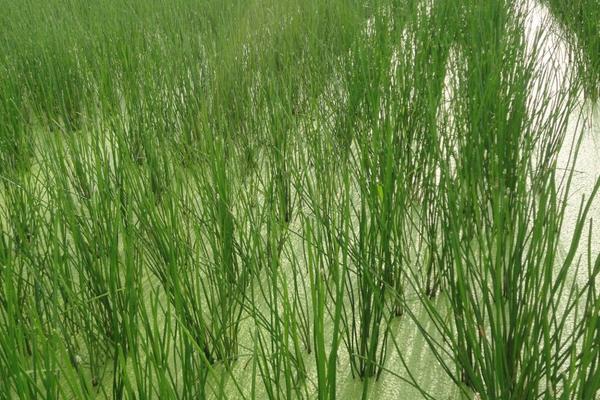 荸薺科學(xué)種植方法