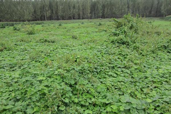 瓜蔞栽培技術(shù)