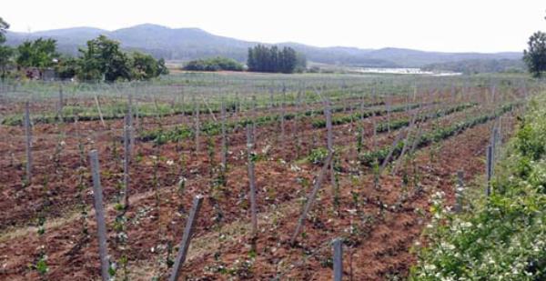 瓜蔞栽培技術(shù)