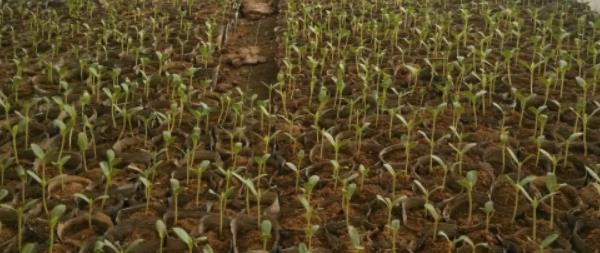 瓜蔞栽培技術(shù)