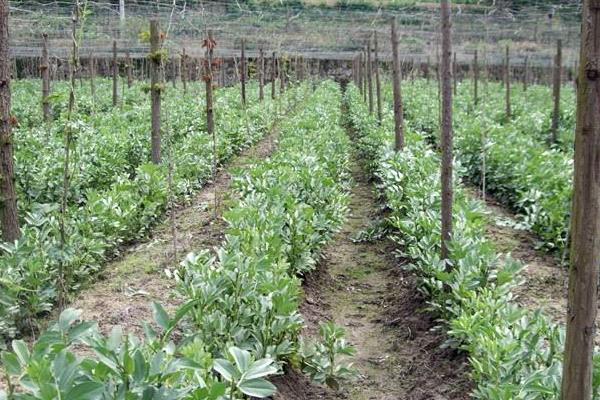 瓜蔞栽培技術(shù)