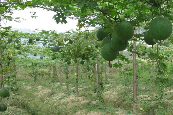 瓜蔞栽培技術(shù)