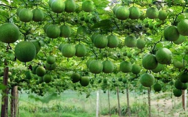 瓜蔞是什么東西