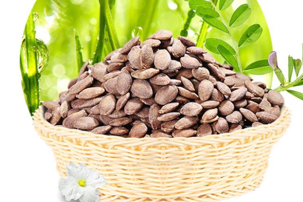 瓜蔞子的功效與作用及禁忌